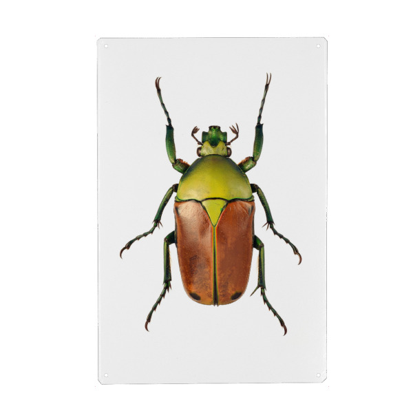 Metall Poster "Cyprolais selene" artboxONE - Tiere - Käfer,Insekt,Makro,Wald,Wiese,Garten,Entomologie,Artenschutz,Wildlife art print,Bug