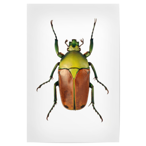 Poster 30x20 cm "Cyprolais selene" artboxONE - Tiere - Käfer,Insekt,Makro,Wald,Wiese,Garten,Entomologie,Artenschutz,Wildlife art print,Bug