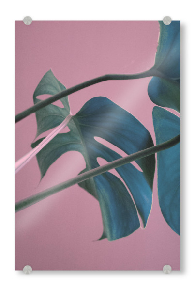 Acrylglasbild "Sweet Pink Monstera Leaves" artboxONE - Natur,Floral - Monstera,Leaf,Pink,Tropical,Jungle,Plant,Exotic,Sweet,Pflanze,Blatt
