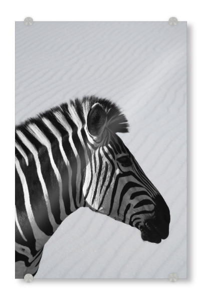 Acrylglasbild "Zebra Animal" artboxONE - Natur,Tiere,Schwarzweiß,Reise / Afrika