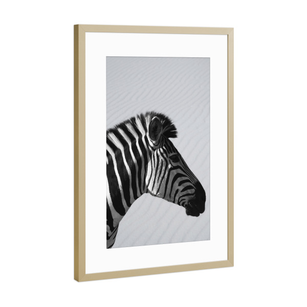 Poster mit Rahmen Gold "Zebra Animal" artboxONE - Natur,Tiere,Schwarzweiß,Reise / Afrika