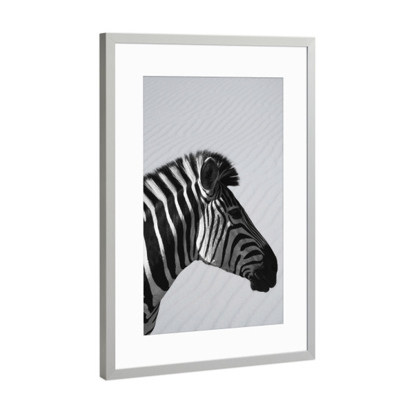 Poster mit Rahmen Silber "Zebra Animal" artboxONE - Natur,Tiere,Schwarzweiß,Reise / Afrika
