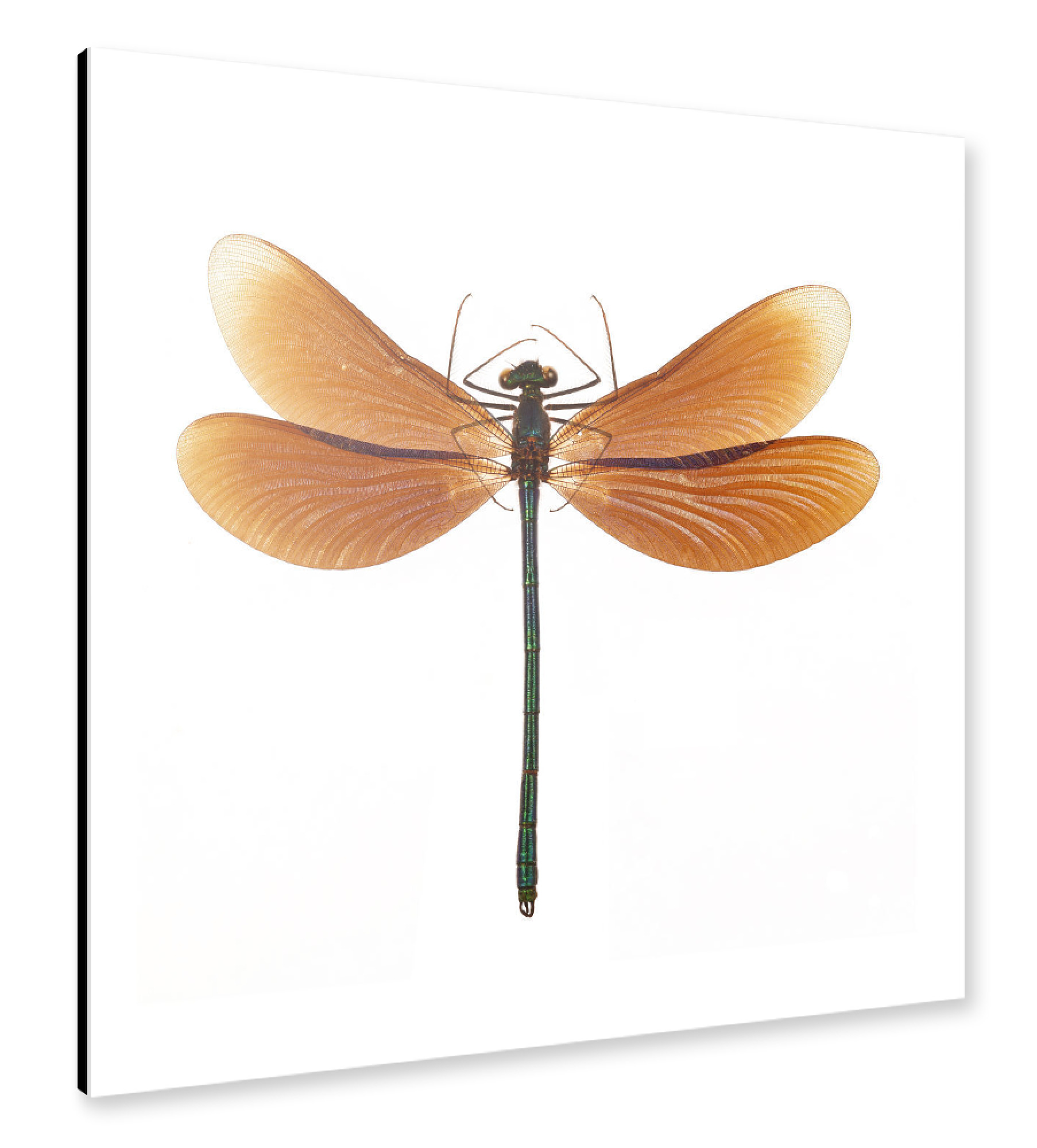 Alu-Dibond "Calopteryx virgo" 30x30 cm artboxONE