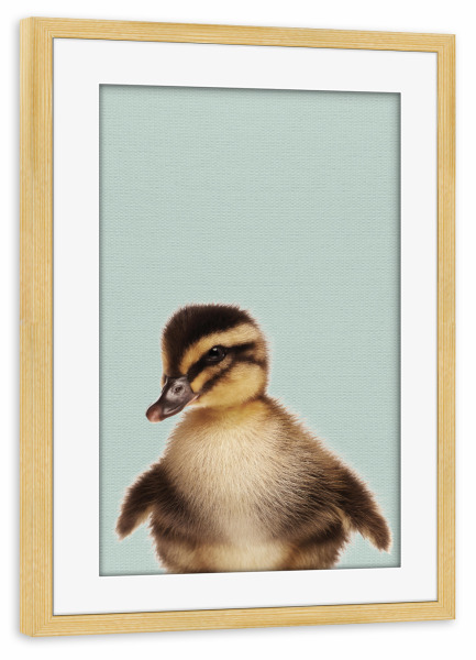 Poster mit Rahmen kiefer "Duckling Photo" artboxONE - Für Kinder,Tiere