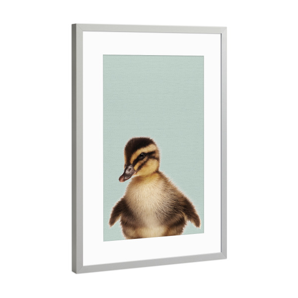 Poster mit Rahmen Silber "Duckling Photo" artboxONE - Für Kinder,Tiere