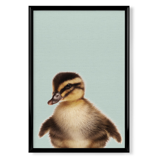 Duckling Photo