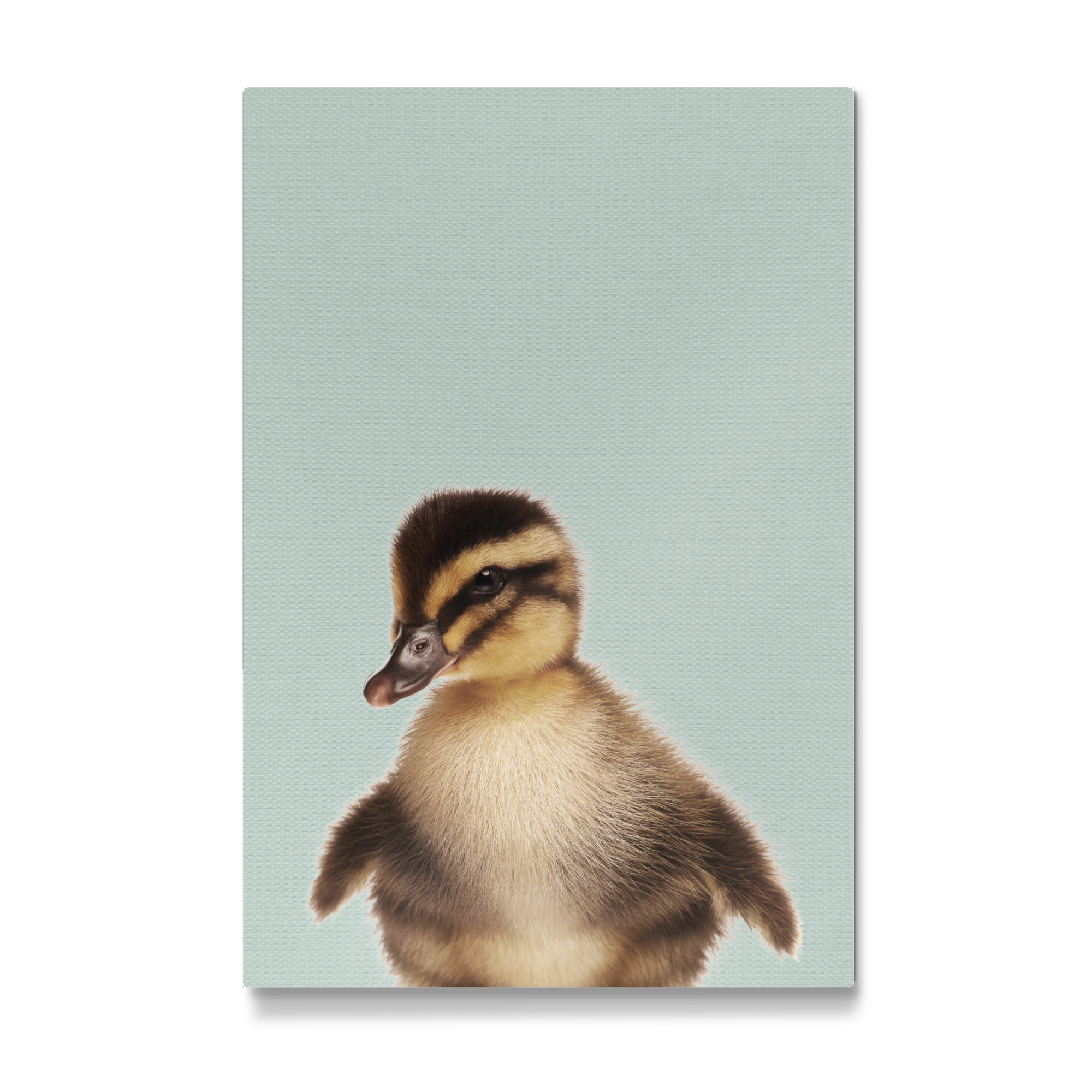 Galerie-Print "Duckling Photo" 75x50 cm artboxONE
