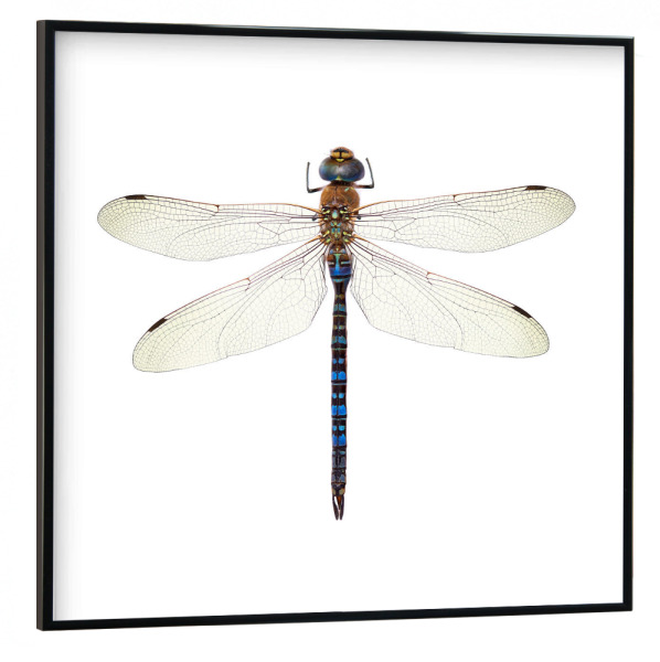 Poster mit schwarzem Rahmen 30x30 cm "Aeshna cyanea" artboxONE - Natur,Tiere