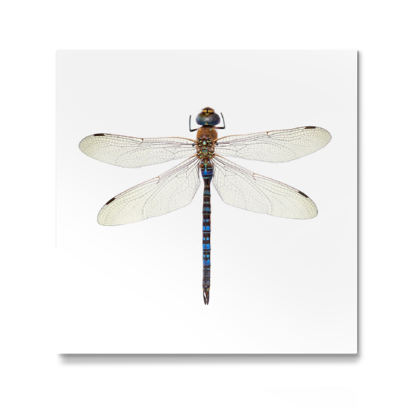 Galerie-Print "Aeshna cyanea" 30x30 cm artboxONE