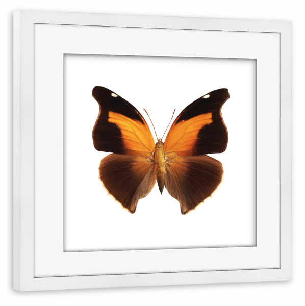 Poster mit Rahmen weiß "Historis odius orion" artboxONE - Natur,Tiere