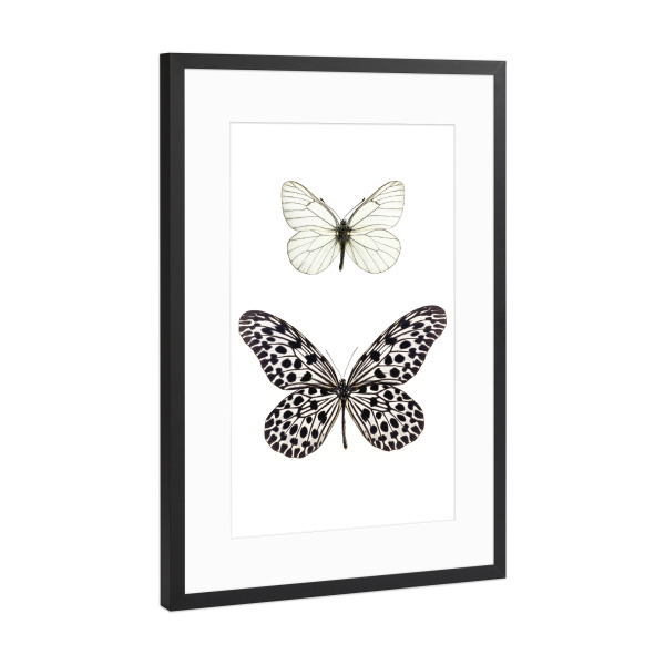 Poster mit Rahmen Schwarz (Metallic) "Aporia crataegi & Idea stolli" artboxONE - Tiere,Schwarzweiß