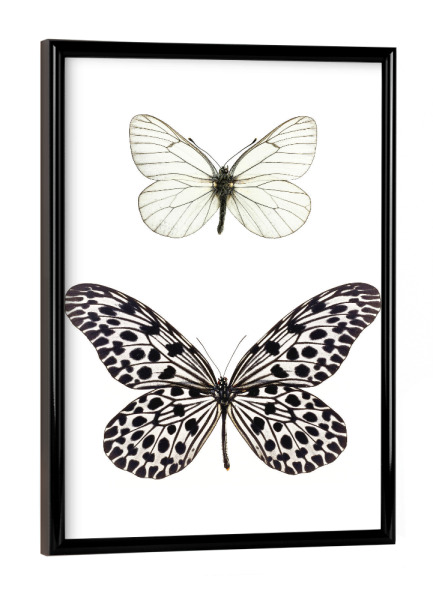 Poster mit schwarzem Rahmen "Aporia crataegi & Idea stolli" artboxONE - Tiere,Schwarzweiß