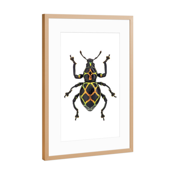 Poster mit Rahmen Kupfer "Pachyrhynchus reticulatus" artboxONE - Tiere