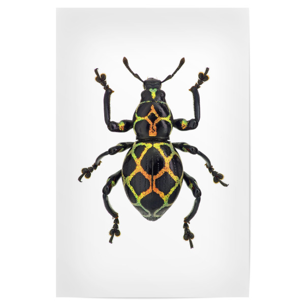 Poster 30x20 cm "Pachyrhynchus reticulatus" artboxONE - Tiere - Käfer,Insekt,Makro,Wald,Wiese,Garten,Entomologie,Artenschutz,Wildlife art print,Bug
