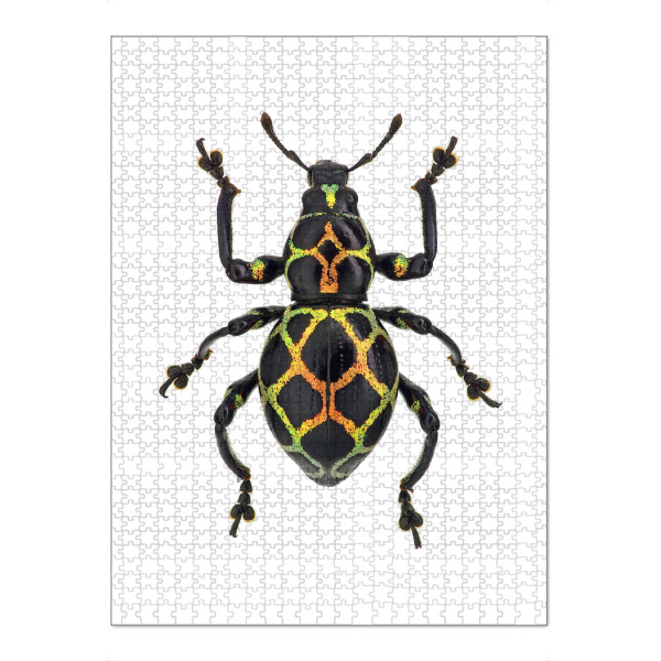 Puzzle Ravensburger "Pachyrhynchus reticulatus" artboxONE - Tiere