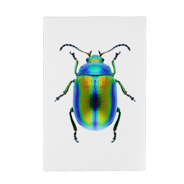 Metall Poster "Chrysolina fastuosa" artboxONE - Natur,Tiere - Käfer,Insekt,Makro,Wald,Wiese,Garten,Entomologie,Artenschutz,Wildlife art print,Bug