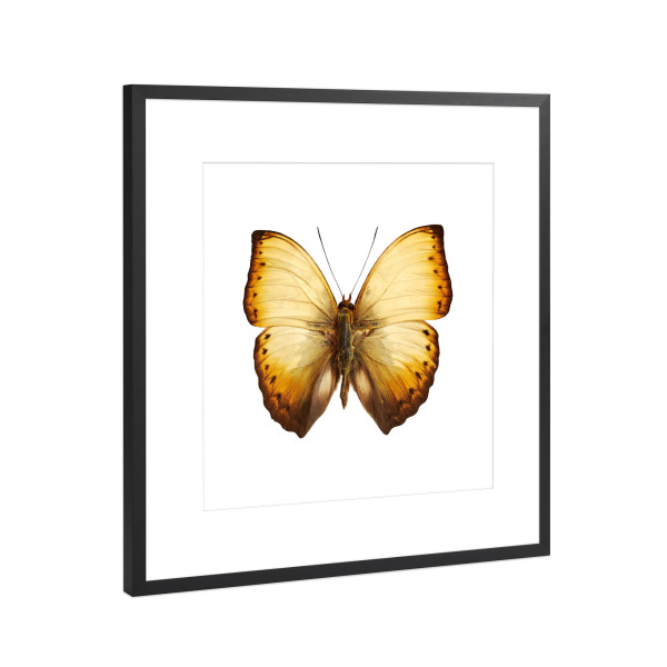 Poster mit Rahmen Schwarz (Metallic) "Cymothoe lurida" artboxONE - Natur,Tiere