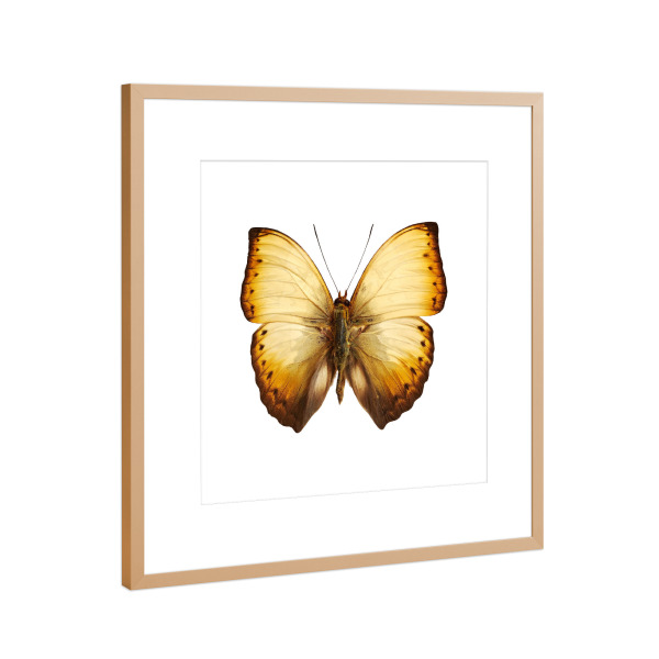 Poster mit Rahmen Kupfer "Cymothoe lurida" artboxONE - Natur,Tiere