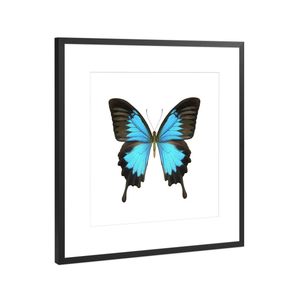 Poster mit Rahmen Schwarz (Metallic) "Papilio ulysses" artboxONE - Natur,Tiere
