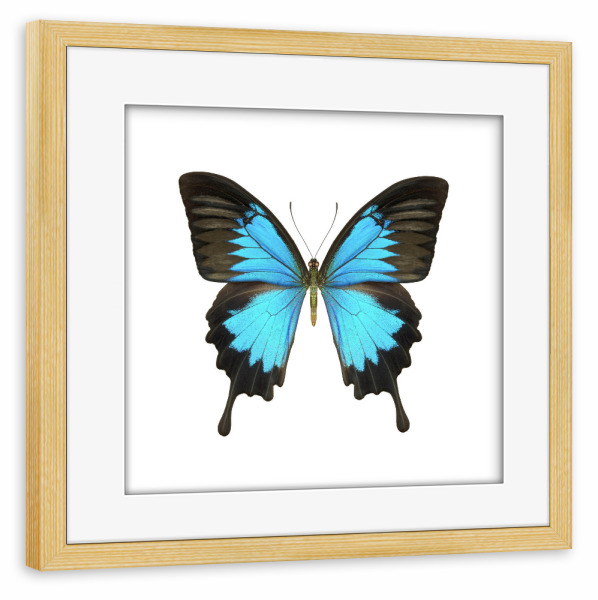 Poster mit Rahmen kiefer "Papilio ulysses" artboxONE - Natur,Tiere