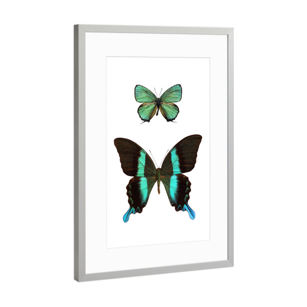 Poster mit Rahmen Silber "Callophrys rubi & Papilio blumei" artboxONE - Tiere