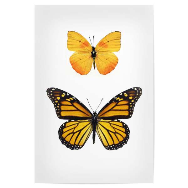Poster "Phoebis philea & Danaus plexippus" artboxONE - Tiere