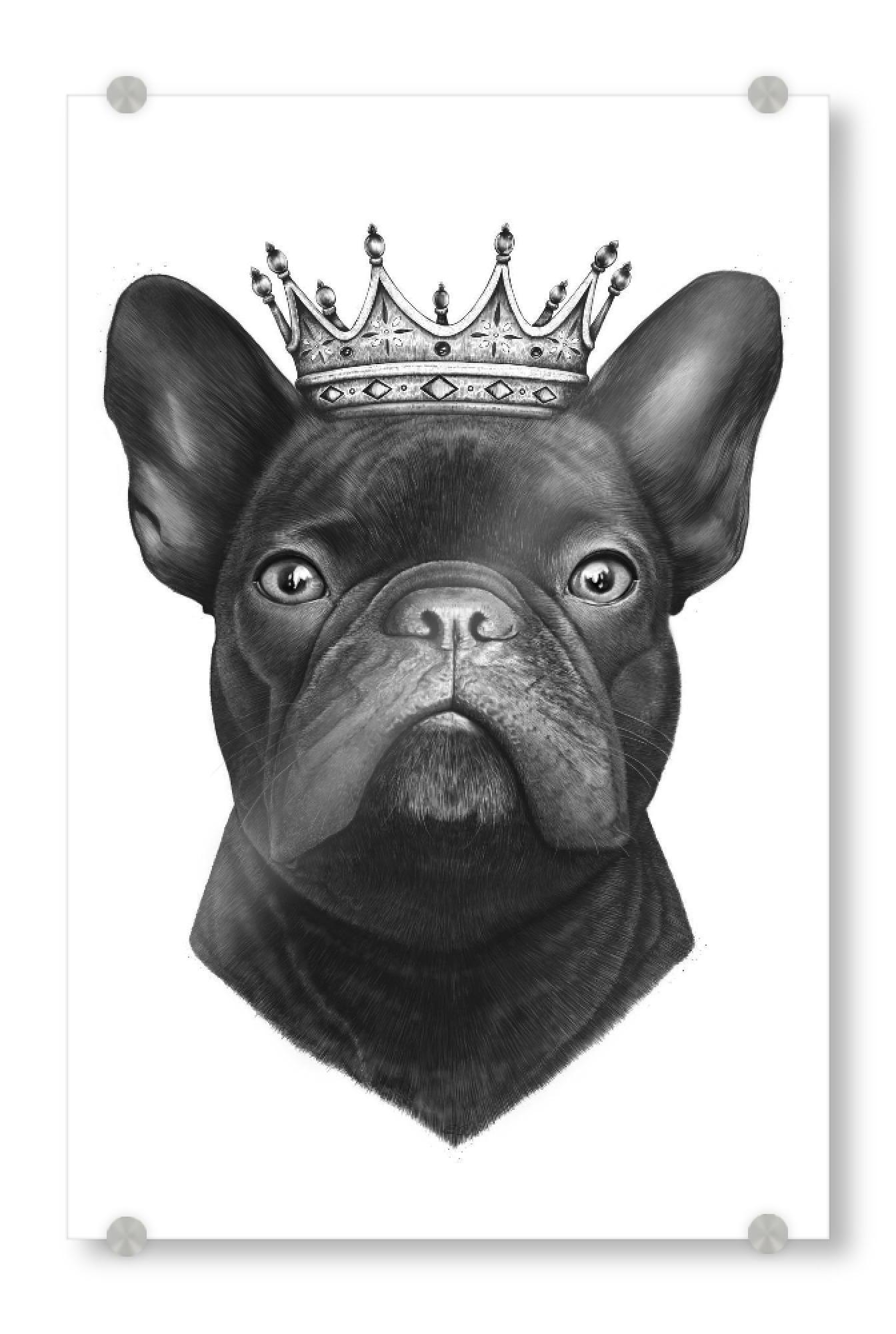 Acrylglasbild "King french bulldog" artboxONE - Natur,Tiere,Schwarzweiß