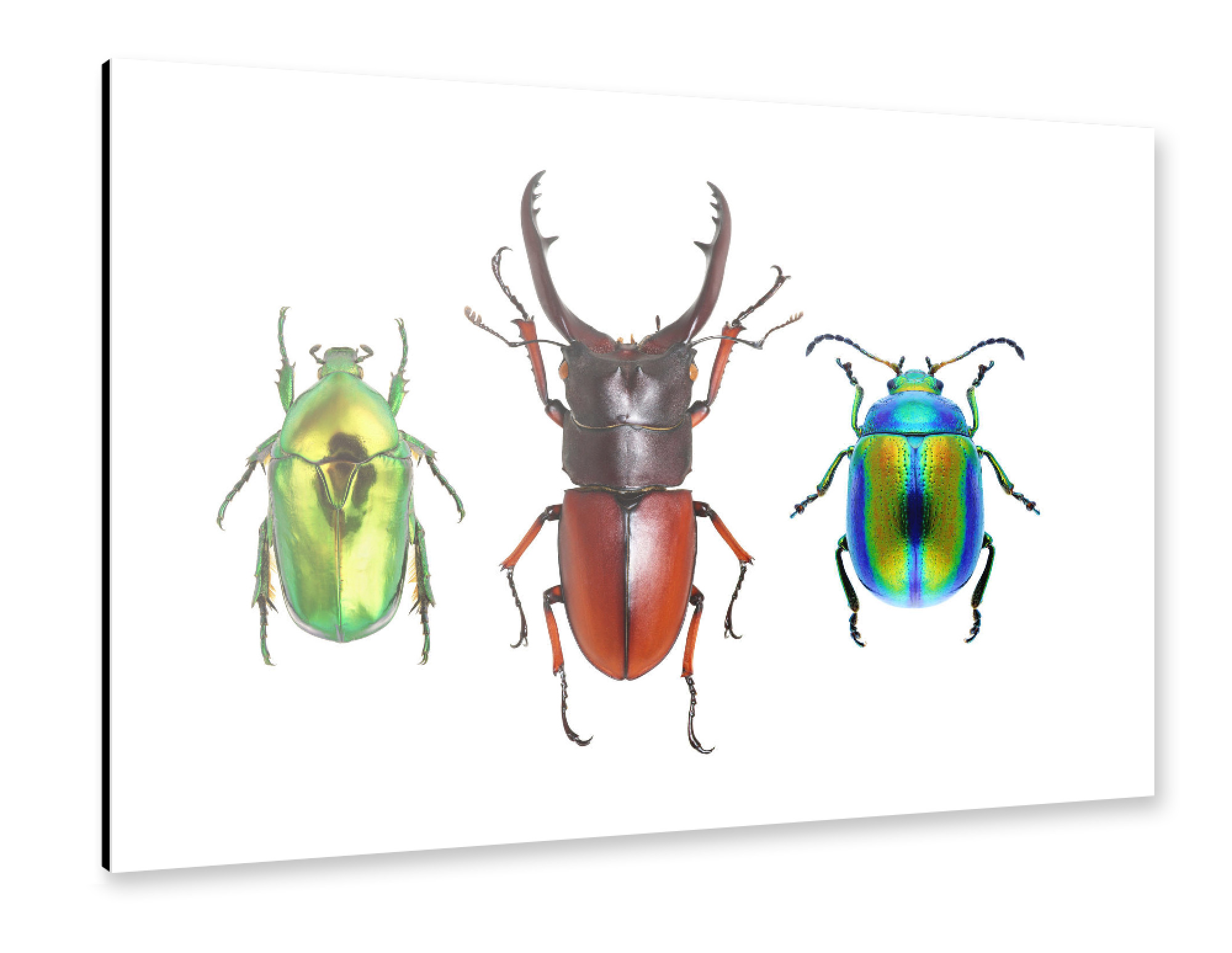 Alu-Dibond "Drei seltene Käfer" 75x50 cm artboxONE