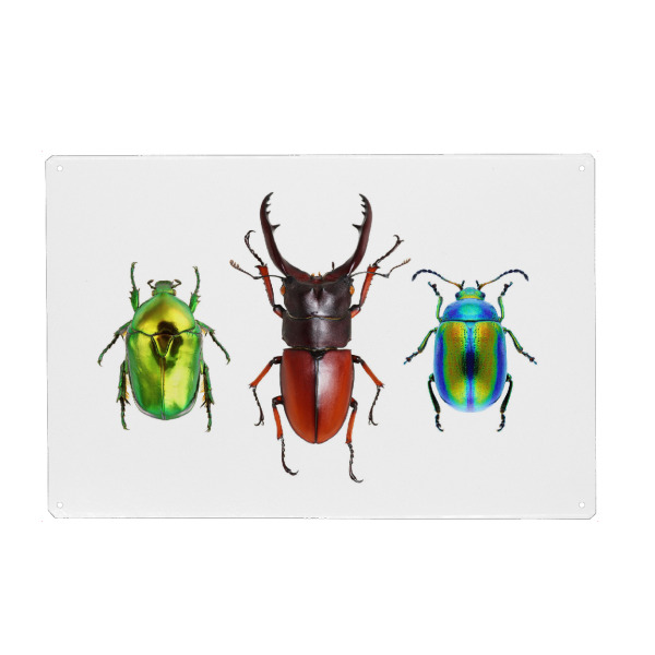 Metall Poster "Drei seltene Käfer" artboxONE - Natur,Tiere - Käfer,Insekt,Makro,Wald,Wiese,Garten,Entomologie,Artenschutz,Wildlife art print,Bug,Bugs
