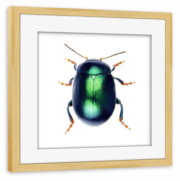 Poster mit Rahmen kiefer "Chrysolina herbacea" artboxONE - Tiere - Käfer,Insekt,Makro,Wald,Wiese,Garten,Entomologie,Artenschutz,Wildlife art print,Bug