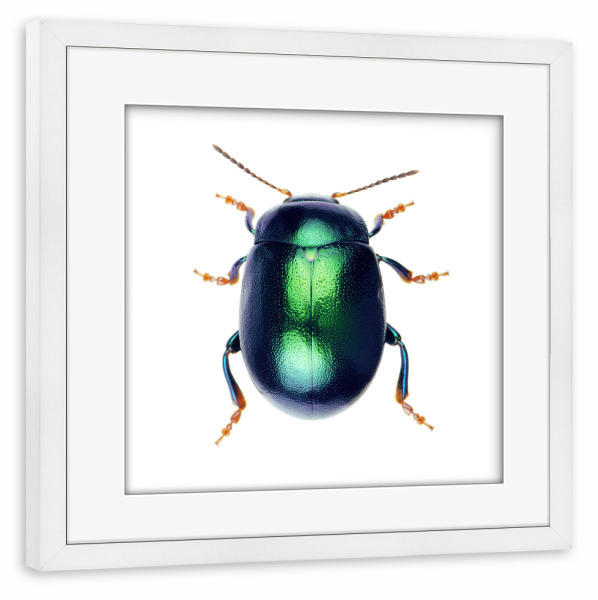 Poster mit Rahmen weiß "Chrysolina herbacea" artboxONE - Tiere - Käfer,Insekt,Makro,Wald,Wiese,Garten,Entomologie,Artenschutz,Wildlife art print,Bug