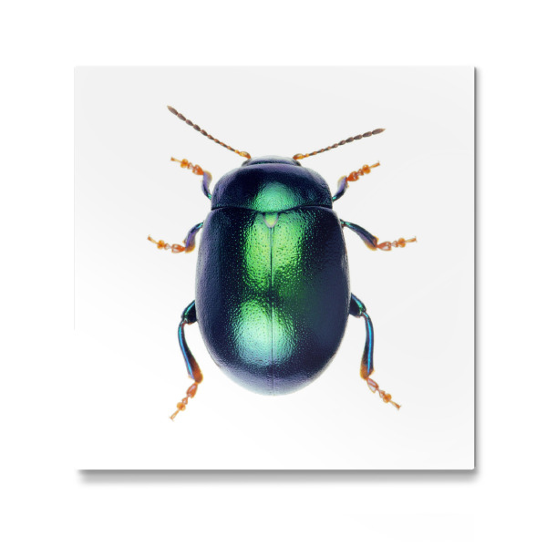 Galerie-Print "Chrysolina herbacea" 30x30 cm artboxONE
