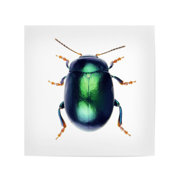 Poster 20x20 cm "Chrysolina herbacea" artboxONE - Tiere - Käfer,Insekt,Makro,Wald,Wiese,Garten,Entomologie,Artenschutz,Wildlife art print,Bug