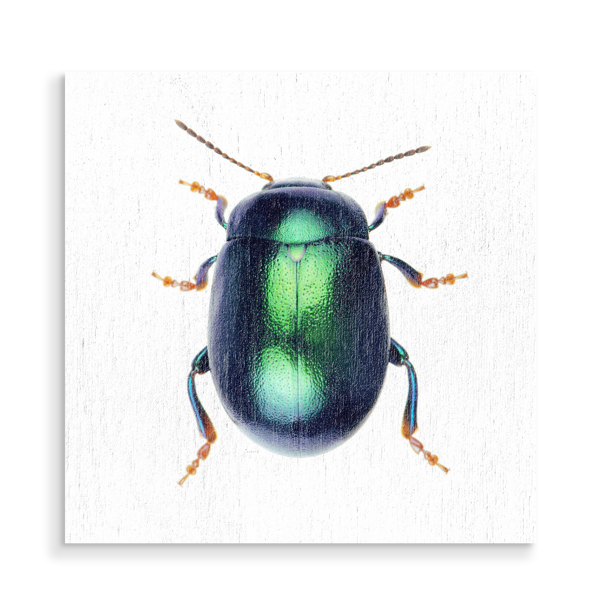 Holzbild "Chrysolina herbacea" artboxONE - Tiere - Käfer,Insekt,Makro,Wald,Wiese,Garten,Entomologie,Artenschutz,Wildlife art print,Bug