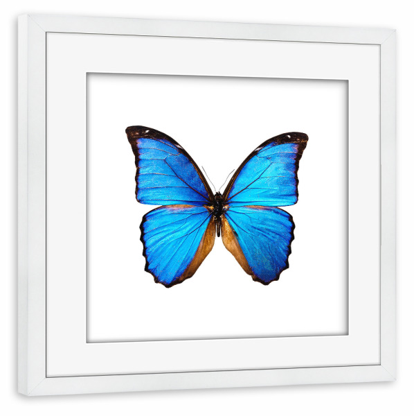 Poster mit Rahmen weiß "Morpho didius" artboxONE - Tiere