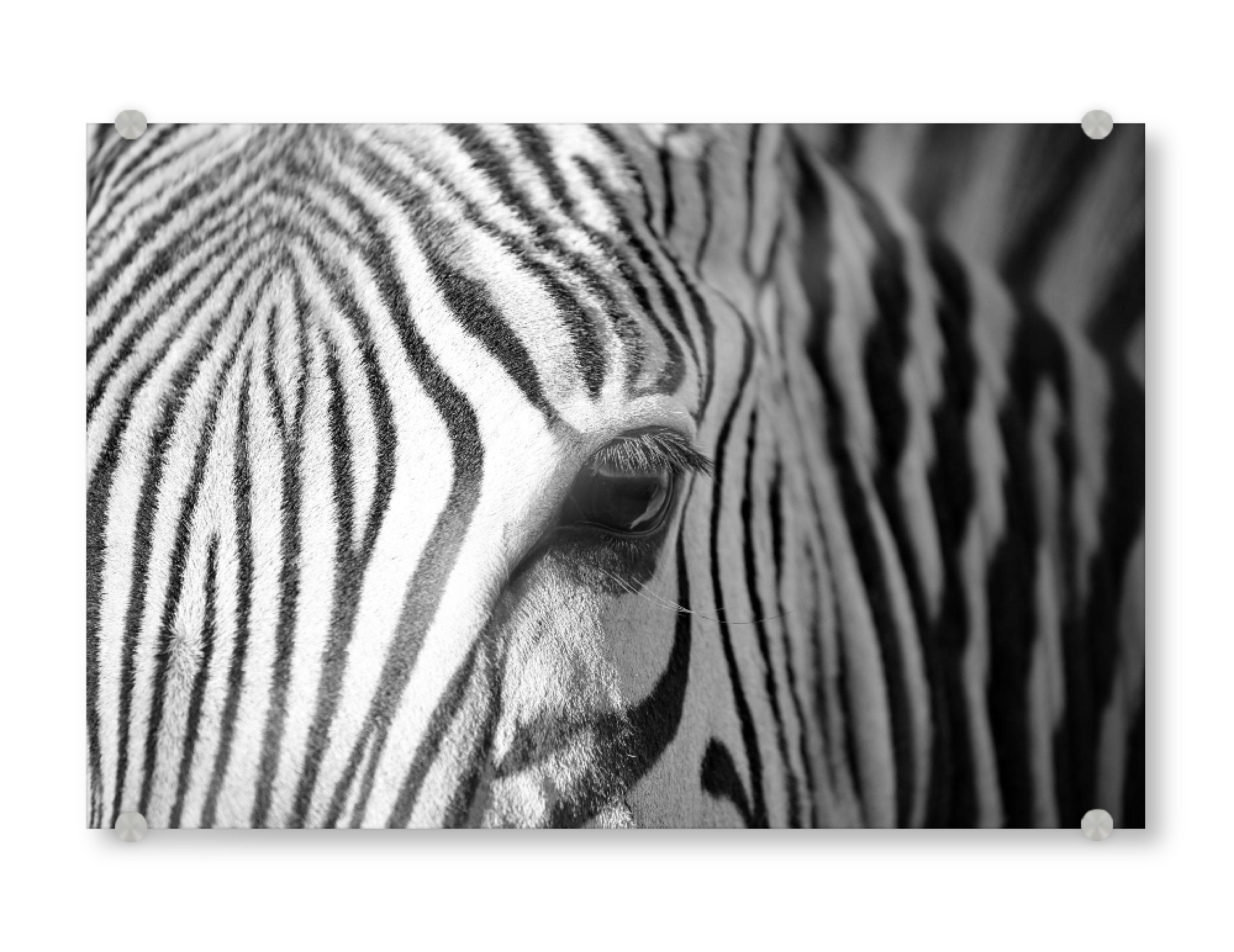 Acrylglasbild "Zebra Streifen" artboxONE - Tiere,Schwarzweiß,Reise / Afrika