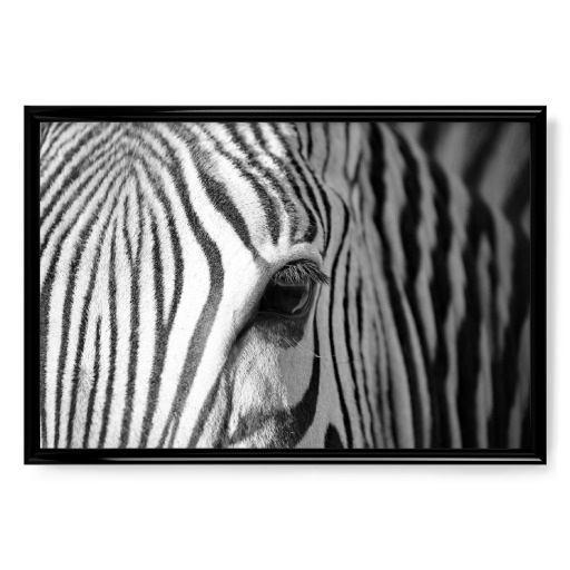 Zebra Streifen Zebra Streifen