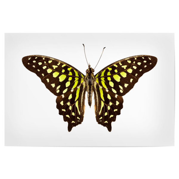 Poster "Graphium agamemnon" artboxONE - Tiere - Schmetterling,Insekt,Makro,Wald,Wiese,Garten,Entomologie,Artenschutz,Wildlife art print,Butterfly