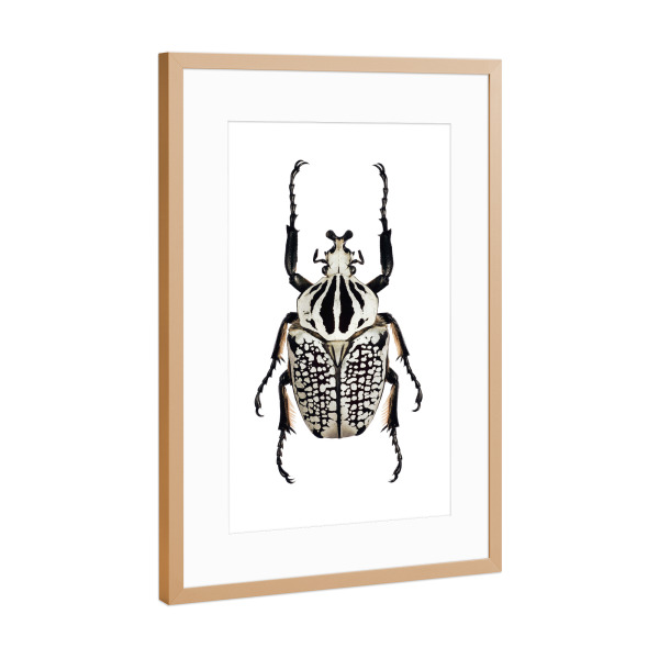Poster mit Rahmen Kupfer "Goliathus orientalis" artboxONE - Tiere,Schwarzweiß