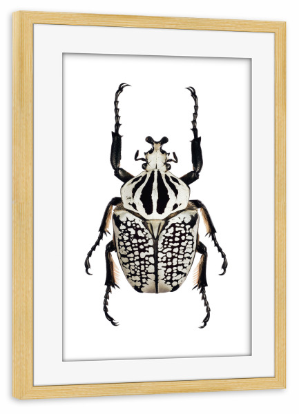 Poster mit Rahmen kiefer "Goliathus orientalis" artboxONE - Tiere,Schwarzweiß