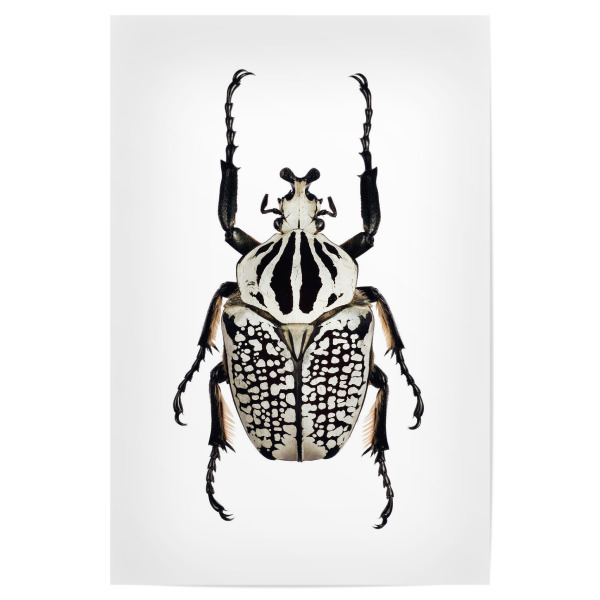 Poster 30x20 cm "Goliathus orientalis" artboxONE - Tiere,Schwarzweiß