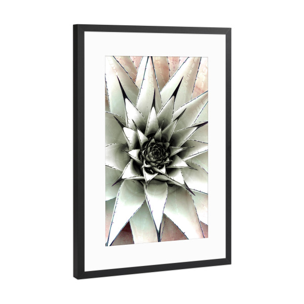 Poster mit Rahmen Schwarz (Metallic) "Sukkulente Pastel" artboxONE - Natur,Floral