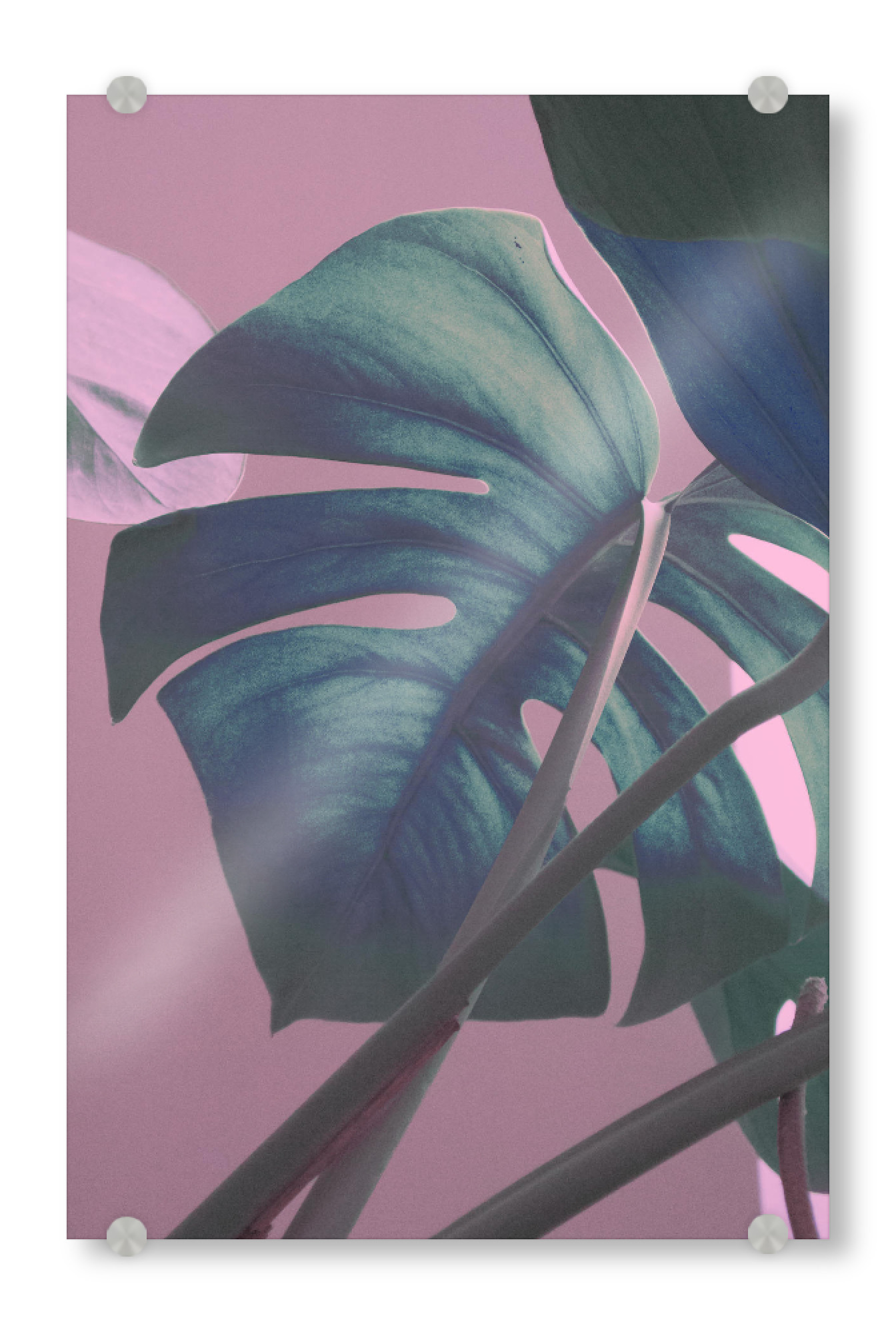 Acrylglasbild "Monstera Leaves on Sweet Pink" artboxONE - Natur,Floral - Leaf,Monstera,Pink,Green,Leaves,Jungle,Blatt,Pflanze,Blätter