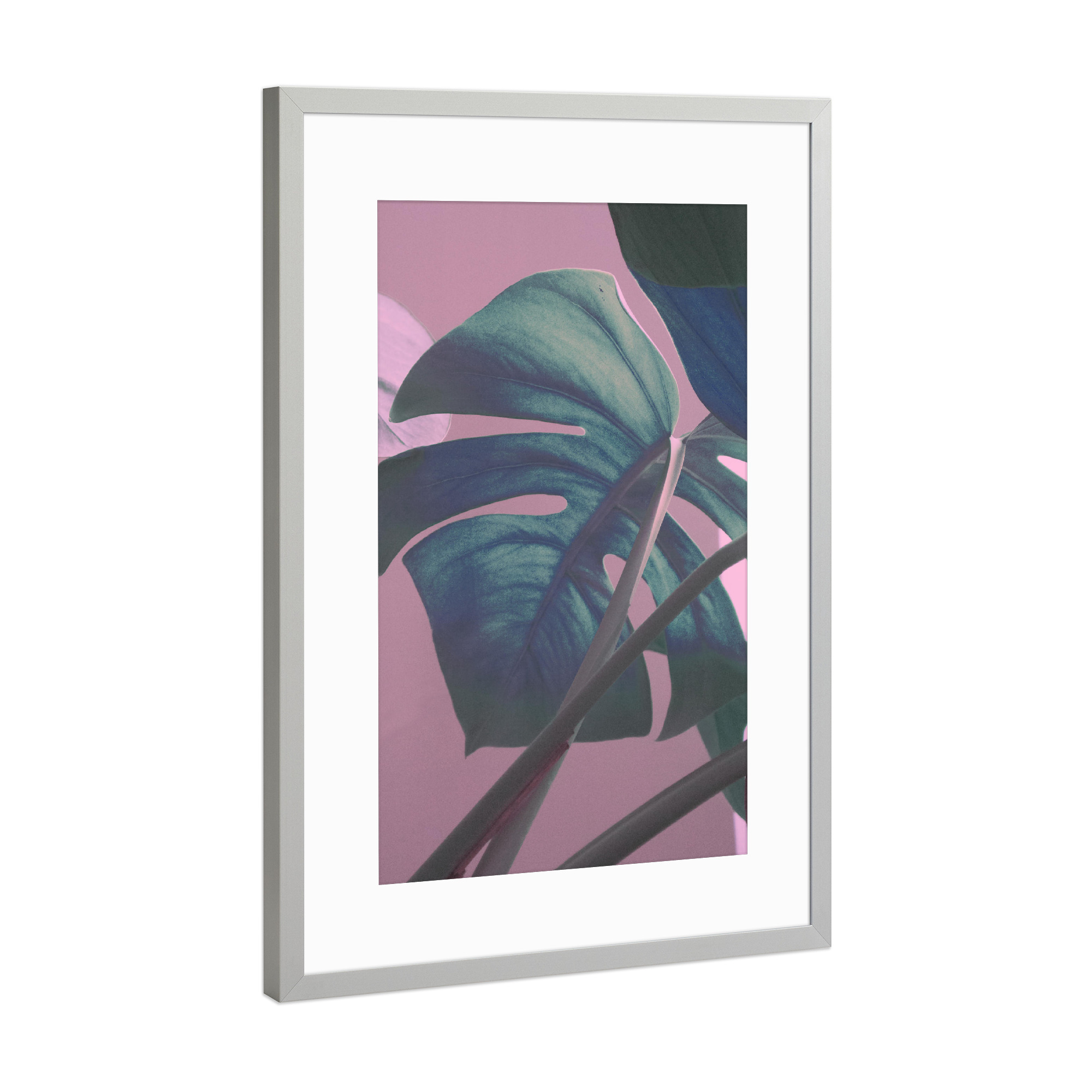 Poster mit Rahmen Silber "Monstera Leaves on Sweet Pink" artboxONE - Natur,Floral - Leaf,Monstera,Pink,Green,Leaves,Jungle,Blatt,Pflanze,Blätter