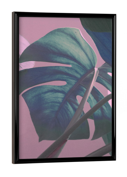 Poster mit schwarzem Rahmen "Monstera Leaves on Sweet Pink" artboxONE - Natur,Floral - Leaf,Monstera,Pink,Green,Leaves,Jungle,Blatt,Pflanze,Blätter