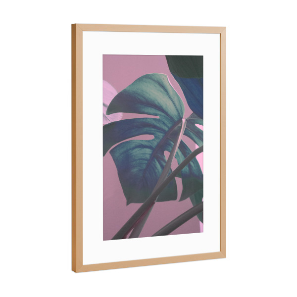 Poster mit Rahmen Kupfer "Monstera Leaves on Sweet Pink" artboxONE - Natur,Floral - Leaf,Monstera,Pink,Green,Leaves,Jungle,Blatt,Pflanze,Blätter