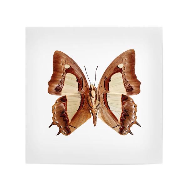 Poster 20x20 cm "Polyura athamas" artboxONE - Natur,Tiere