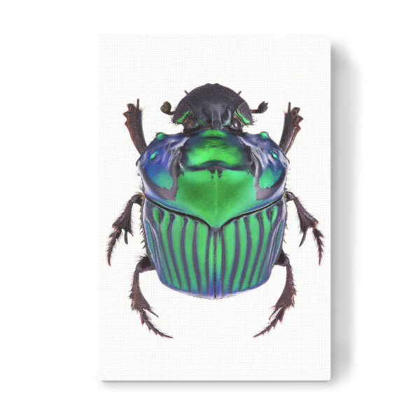 Leinwandbild "Oxysternon conspicillatum" artboxONE - Tiere - Käfer,Insekt,Makro,Wald,Wiese,Garten,Entomologie,Artenschutz,Wildlife art print,Bug