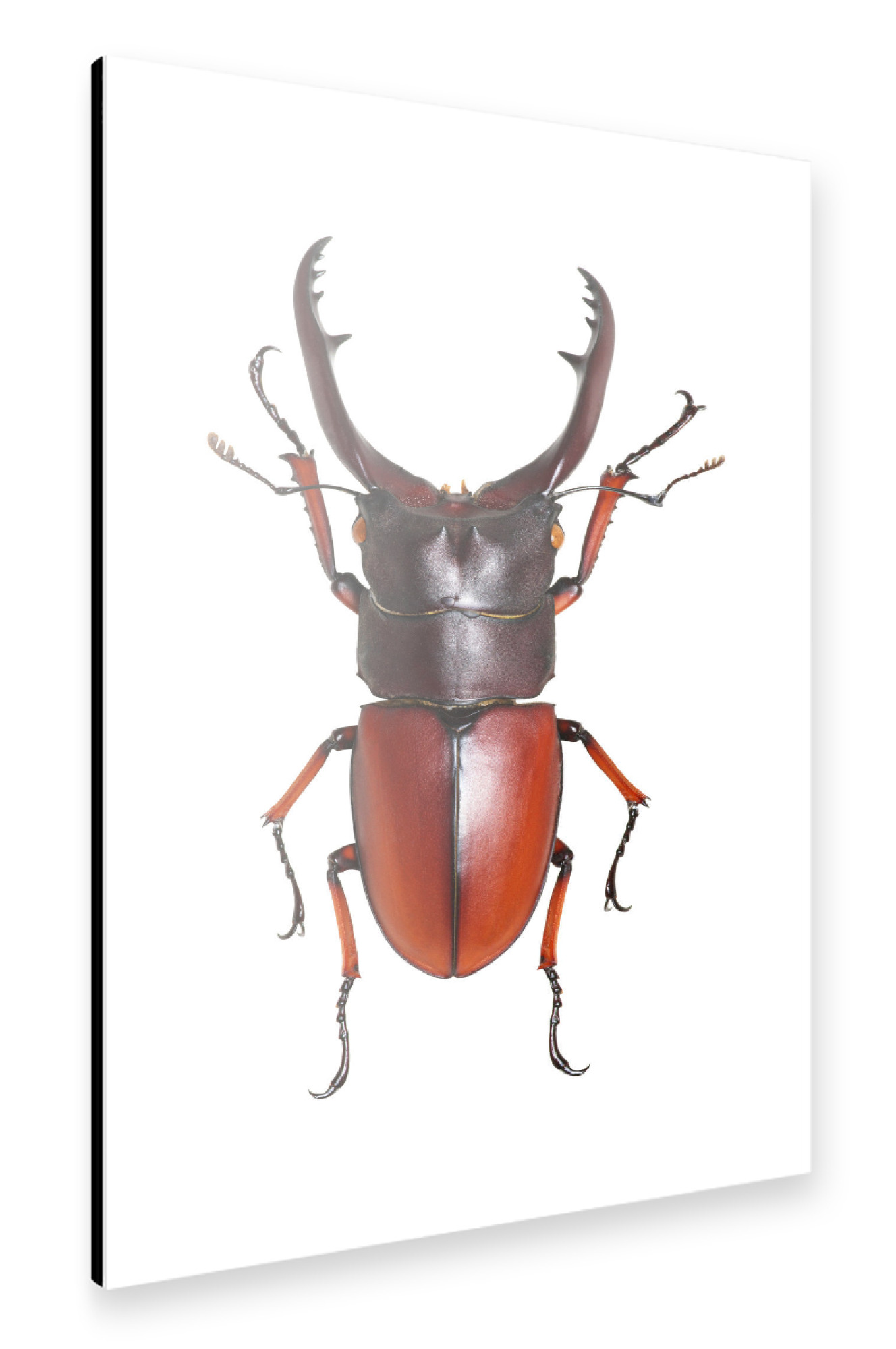 Alu-Dibond "Lucanus cervus" 30x20 cm artboxONE