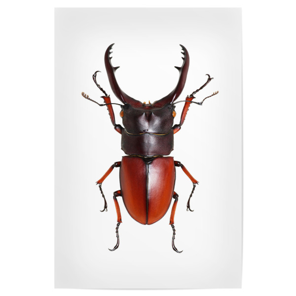Poster 30x20 cm "Lucanus cervus" artboxONE - Natur,Tiere - Käfer,Insekt,Makro,Wald,Wiese,Garten,Entomologie,Artenschutz,Wildlife art print,Bug,Insect